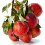 South Region Fruit Gardening eBook by Legg Creek Publishing-0