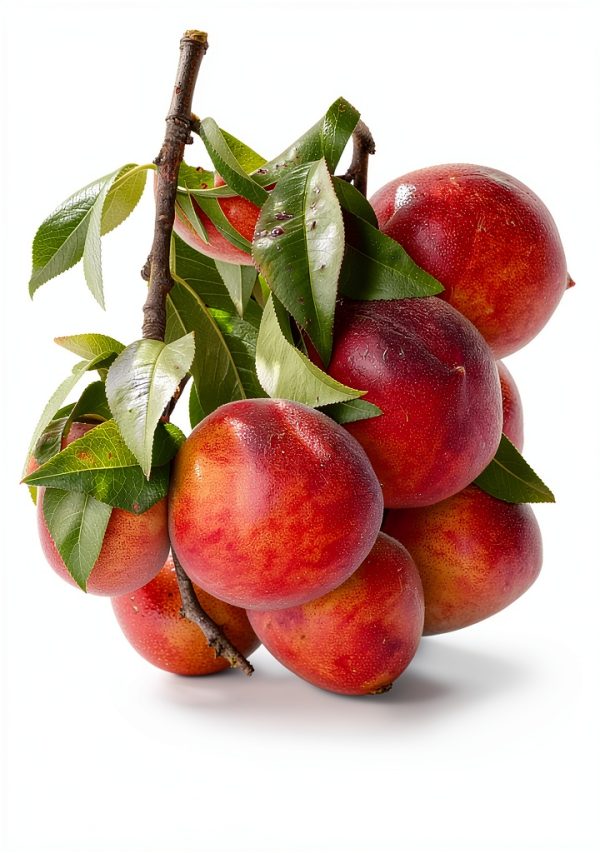South Region Fruit Gardening eBook by Legg Creek Publishing-0