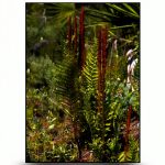 Pineapple Press Kids Gardening Kindle Guide 207‑Page with Page Flip-0