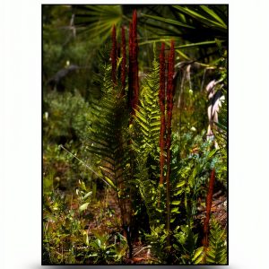 Pineapple Press Kids Gardening Kindle Guide 207‑Page with Page Flip-0