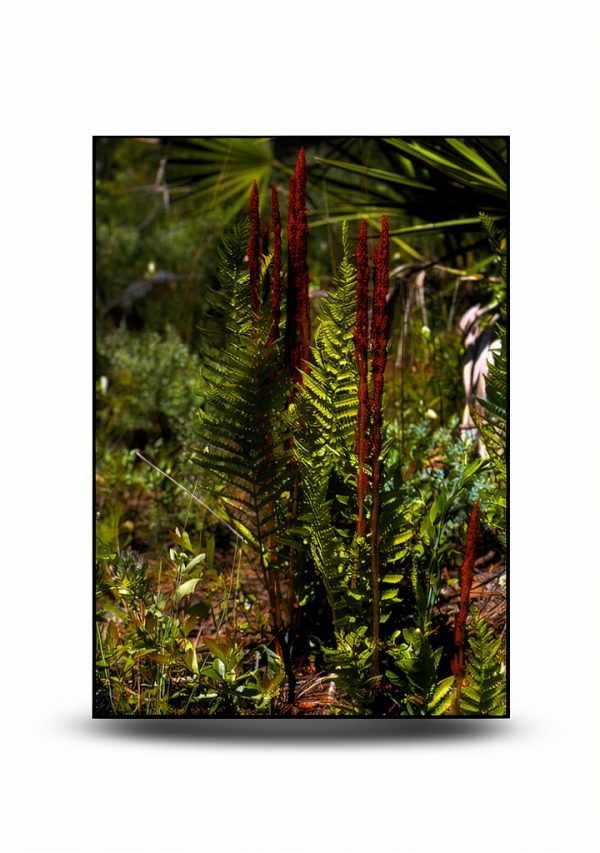 Pineapple Press Kids Gardening Kindle Guide 207‑Page with Page Flip-0
