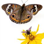 Adventure Publications Nature-Friendly Gardens Kindle eBook 440‑Page-0