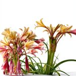 Gardening Bulbs Guide Kindle Edition by GreenThumb Publishing-0