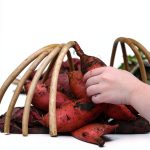 South Region Gardening Guide by Florida Food Forests, Inc.-0