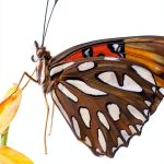 Florida Butterflies: A Comprehensive Guide for South Region Gardening-0