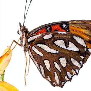 Florida Butterflies: A Comprehensive Guide for South Region Gardening-0